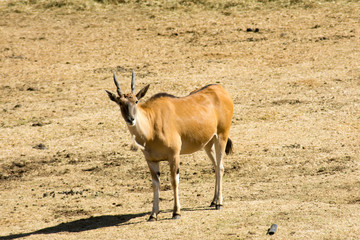Wild Common Eland (or Antelope) in a Game reserve