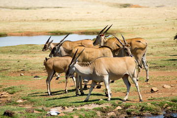 Naklejka na ściany i meble Wild Common Eland (or Antelope) in a Game reserve