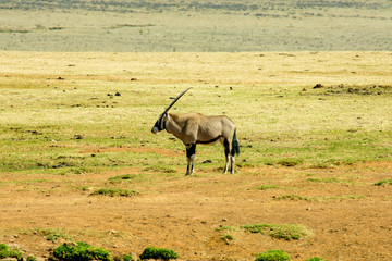 Gemsbok or Gemsbuck in South African Game Reserve