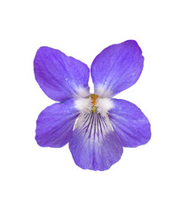 single wood violet, sweet violet, English violet, common violet, florist's violet or garden violet...