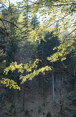 Obraz premium Energie tanken im Wald