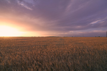 Obraz premium Wheat fields bathed in the sun before harvest