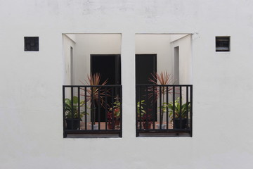 symmetrical windows and plants