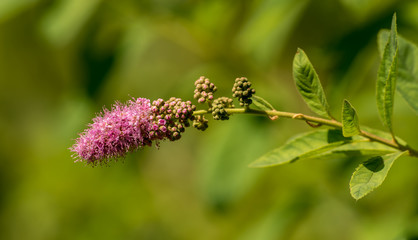 blossom of hardhack (Spiraea douglasii or Spiraea salicifolia) or steeplebush, Douglas' spirea, douglasspirea or rose spirea