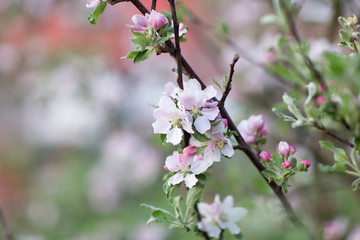 Fototapeta na wymiar Apple tree blossom in spring