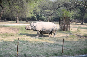 A rhino at Delhi zoo © Sanjaay