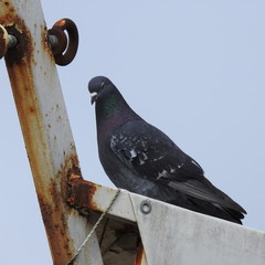 pigeon