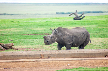 Wild Rhinoceros in South African Game Reserve