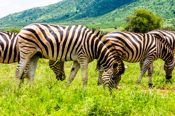 Zebra in South African Game Reserve