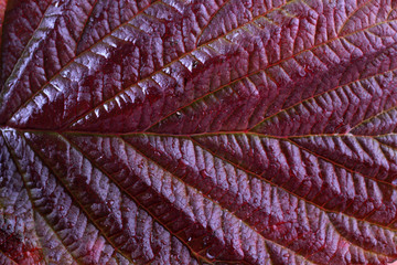 Autumn raspberry leaf