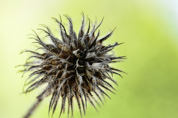 close up of a dried thistle flower