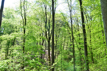 trees in sunlight, Germany