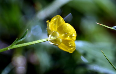 Butterblume nach dem Regen