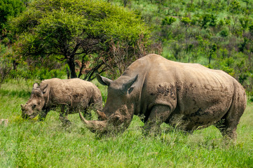 Fototapeta premium Wild Rhinoceros in South African Game Reserve