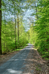 Fototapeta na wymiar path in spring forest, Hessen Germany