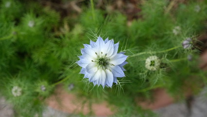 fleur bleue de Nigel de Damas