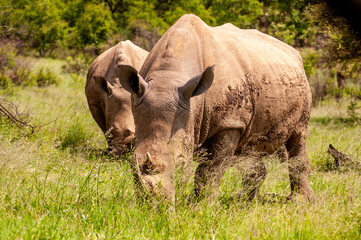 Obraz premium Wild Rhinoceros in South African Game Reserve