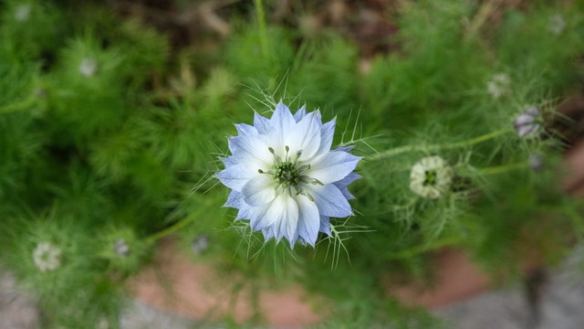 fleur bleue de Nigel de Damas