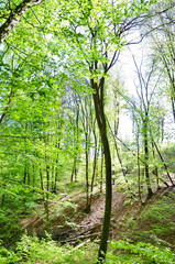 green forest in the morning, Germany, Hessen