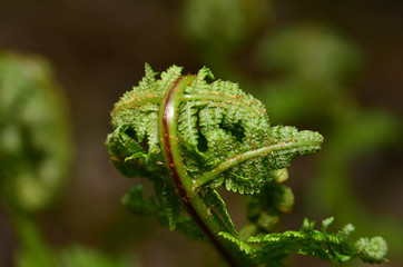 close up of closed fern leaf