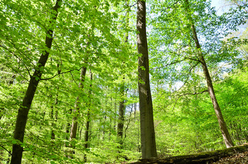 Fototapeta na wymiar forest in spring, Hofheim am Taunus, Germany