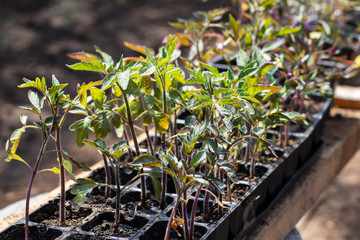 Small seedlings of lettuce growing in cultivation tray