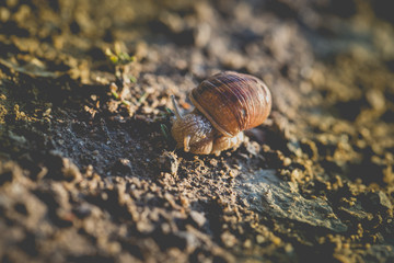 Snail with its shell home