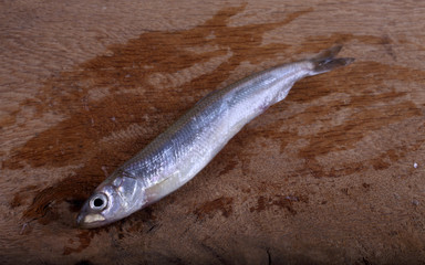 Smelt fish on cutting board