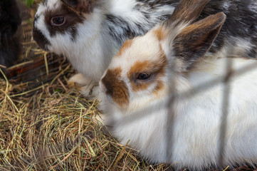 Cute brown and white rabbits on the grass floor