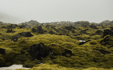 The views deep inside a moss covered lava field in Iceland.