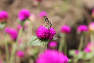 butterfly on pink flower 
Flowers and butterfly adds additional beauty on nature.