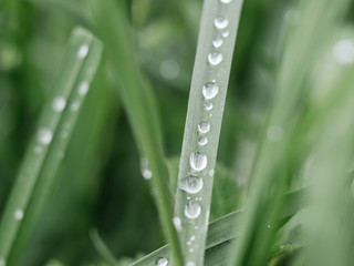 dew drops on the grass