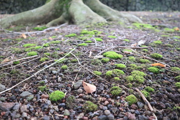 plant