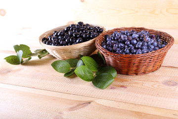 Blueberry harvest. Different varieties - Vaccinium corymbosum and Vaccinium uliginosum.