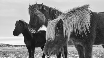 The Icelandic horse. A smaller, pony-sized breed which has adjusted to the harsh sub-arctic...