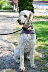sitting white Bedlington Terrier