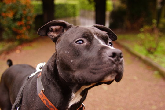 Close-up Of Staffordshire Bull Terrier Looking Away
