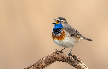 Bluethroat bird close up ( Luscinia svecica )