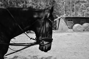 black and white photo of a horse in dressage school