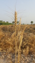 Golden wheat field with blue sky green  in background.