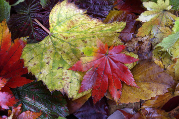 Autumn leaves background