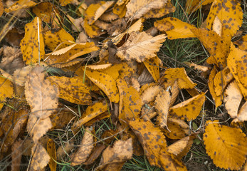 Yellow Autumn Alder Leaves On Green Grass