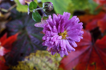 Chrysanthemum and autumn leaves