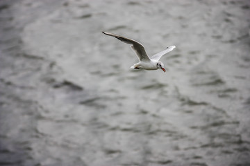 A seagull flies over the sea
