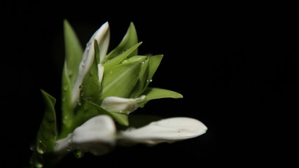 a blooming flower on a dark background