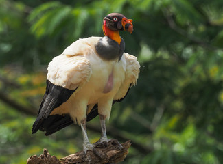 Königsgeier (king vulture- sacroramphus papa) in Costa Rica