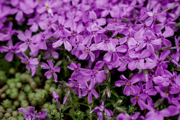 Fototapeta premium Little purple flowers, purple background with little flowers. Big bloom spread shrub purple bougainvillea (paper flower) tropical flower climber vine landscape plants.