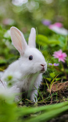 a small white rabbit peeks curiously out of the grass