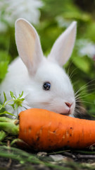 little white rabbit with a carrot