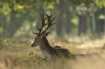 Fallow deer dama dama in autumn colours